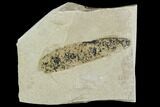 Fossil Legume (Mimosites) Pod - Green River Formation, Utah #111372-1